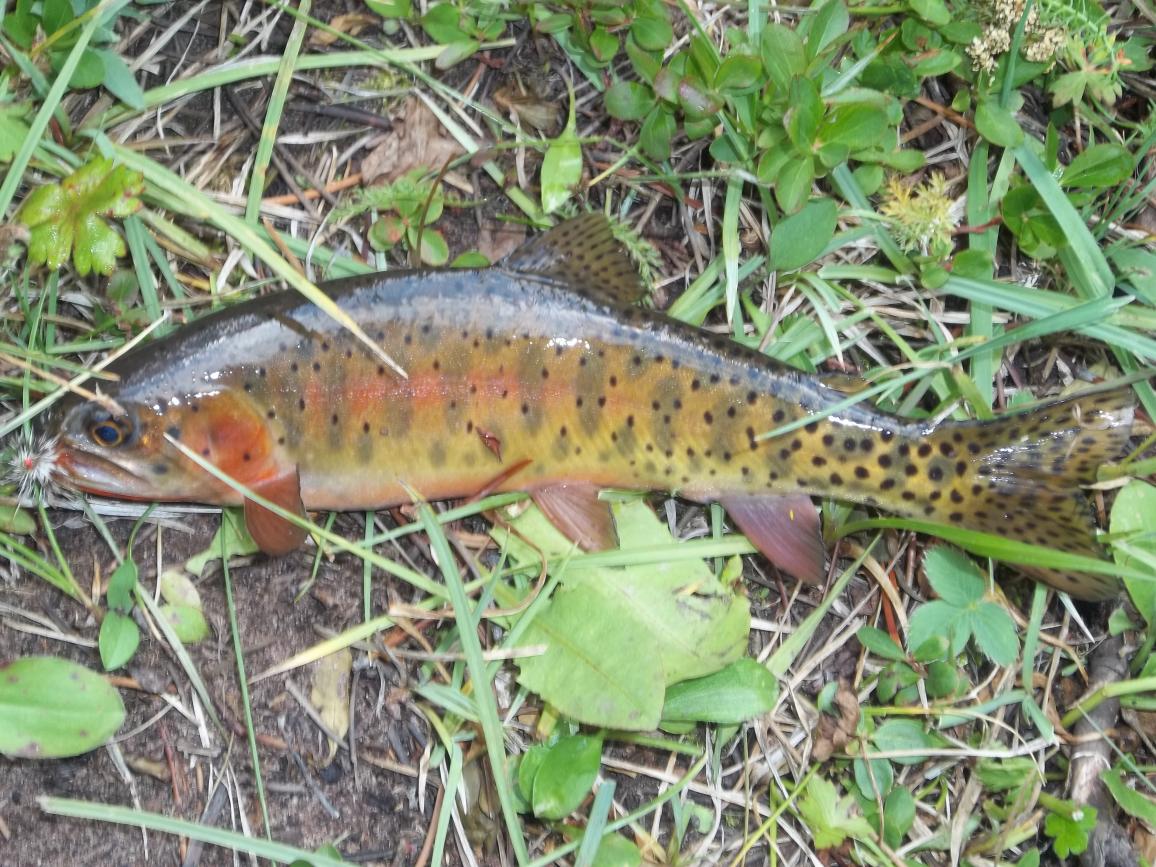 Colorado River Cutthroat, Uinta Mountains, August 2012.