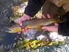 Brown trout, Northern Utah, October 2013.