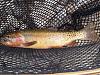 Colorado River Cutthroat, Manti LaSal National Forest, August 2011.
