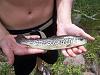 Tiger Trout, Uinta Mountains, August 2012.