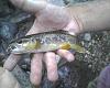 These are photos of the trout and streams my friend and I fish in the San Bernardino National Forest in San Bernardino County, CA, USA.
