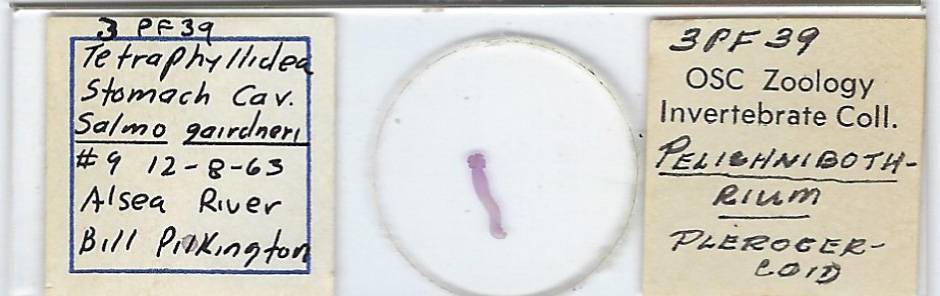 Pelichnibothrium w.m. from Rainbow Trout Microscope Slide
