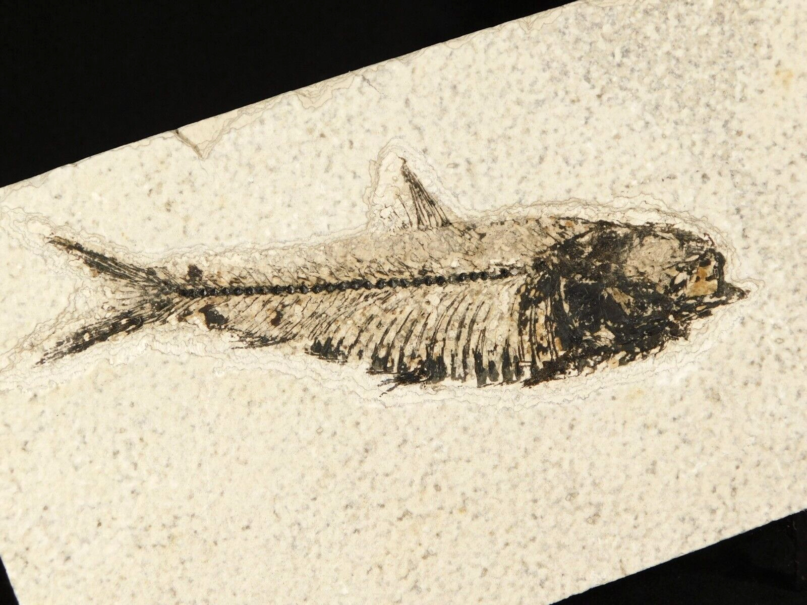 Super Fine BONES 50 Million Year Old Knightia FISH Fossil w/Stand Wyoming 348gr