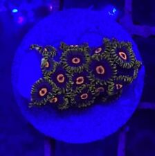 Live Coral Frag Absolutely Fish Naturals Blue Magic Zoanthid WYSIWYG picture