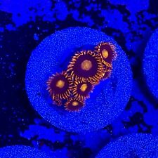 Live Coral Frag Absolutely Fish Naturals War Bird Zoanthid WYSIWYG picture