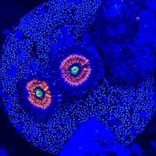 Live Coral Frag Absolutely Fish Naturals Gobstopper Zoanthid WYSIWYG picture