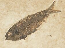 50 Million Year Old Knightia FISH Fossil with Stand Wyoming 752gr picture
