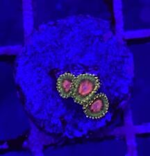 Live Coral Frag Absolutely Fish Naturals Awesome Blossom Zoanthid WYSIWYG picture