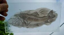 Stained Glass Brown Trout fish Kiln fired painted fishing 19 cm x 10 cm approx picture