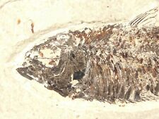 50 Million Year Old Green River Formation FISH Fossil Wyoming 960gr picture