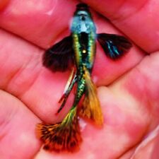 Pack Of 5 Live Dumbo Red Dragon Guppy Fry- Live Freshwater Fish Buy 2 Get 2 Free picture