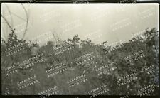 RARE Antique Early 1900 Original Negative Outdoor, Hunt, Fish, scenery, cars #51 picture