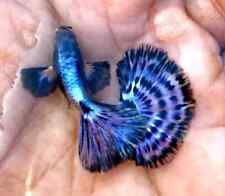 1 TRIO  - Live Aquarium Guppy Fish High Quality - Ivory Purple Mosaic picture