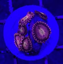 Live Coral Frag Absolutely Fish Naturals Playboy Bunny Zoanthid WYSIWYG picture