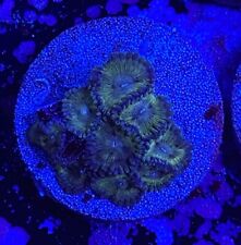 Live Coral Frag Absolutely Fish Naturals Lemon Haze Zoanthid WYSIWYG picture