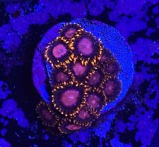 Live Coral Frag Absolutely Fish Naturals KH Sunburst Zoanthid WYSIWYG picture