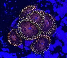 Live Coral Frag Absolutely Fish Naturals Aphrodite Zoanthid WYSIWYG picture