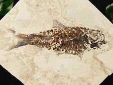 Visible SCALES On This 50 Million Year Old FISH Fossil With Stand Wyoming 671gr picture