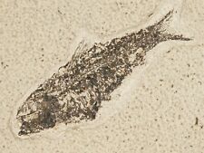 50 Million Year Old Knightia FISH Fossil with Stand Wyoming 401gr picture