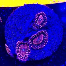 Live Coral Frag Absolutely Fish Naturals Jiggly Puff Zoanthid WYSIWYG picture
