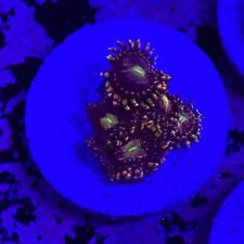 Live Coral Frag Absolutely Fish Naturals Anti Matter Zoanthid WYSIWYG picture