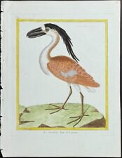 Martinet & Buffon - Boat-billed Heron. 869 - 1765 Hand-colored Engraving picture