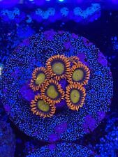 Live Coral Frag Absolutely Fish Naturals Orange Mandarin Zoanthid WYSIWYG picture