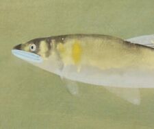 JAPANESE PAINTING HANGING SCROLL Antique PICTURE River fish AYU 197r picture
