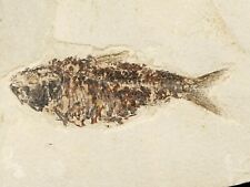 SCALES On This 50 Million Year Old Knightia FISH Fossil W/ Stand Wyoming 933gr picture