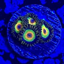 Live Coral Frag Absolutely Fish Naturals Rasta Zoanthid WYSIWYG picture