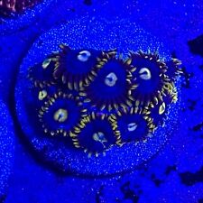 Live Coral Frag Absolutely Fish Naturals Blueberry Fields Zoanthid WYSIWYG picture