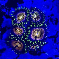 Live Coral Frag Absolutely Fish Naturals Nirvana Zoanthid WYSIWYG picture