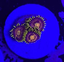 Live Coral Frag Absolutely Fish Naturals Mister Twister Zoanthid WYSIWYG picture