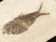 50 Million Year Old Knightia ALTA FISH Fossil with Stand Wyoming 900gr picture