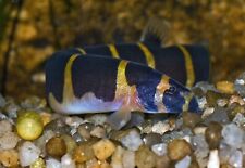 🇺🇸 Giant Kuhli Loach - Live Fish 🐠 X3 picture