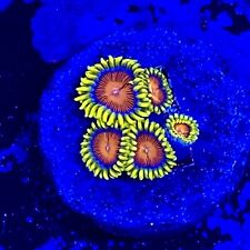 Live Coral Frag Absolutely Fish Naturals Spit Fire Zoanthid WYSIWYG picture