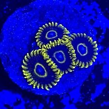 Live Coral Frag Absolutely Fish Naturals Blue Hornet Zoanthid WYSIWYG picture