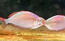 Dwarf Neon Rainbow Fish (Melanotaenia Praecox) picture