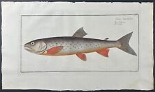 Bloch- Fish – Salmo Salvelinus. 99 - 1785 Hand-colored Fish Engraving picture