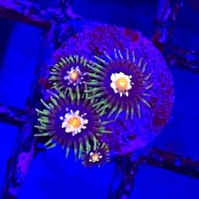 Live Coral Frag Absolutely Fish Naturals Stargazer Zoanthid WYSIWYG picture
