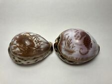 Beautiful Seahorse And Fish Inscribed Tiger Cowrie Seashells Myrtle Beach picture