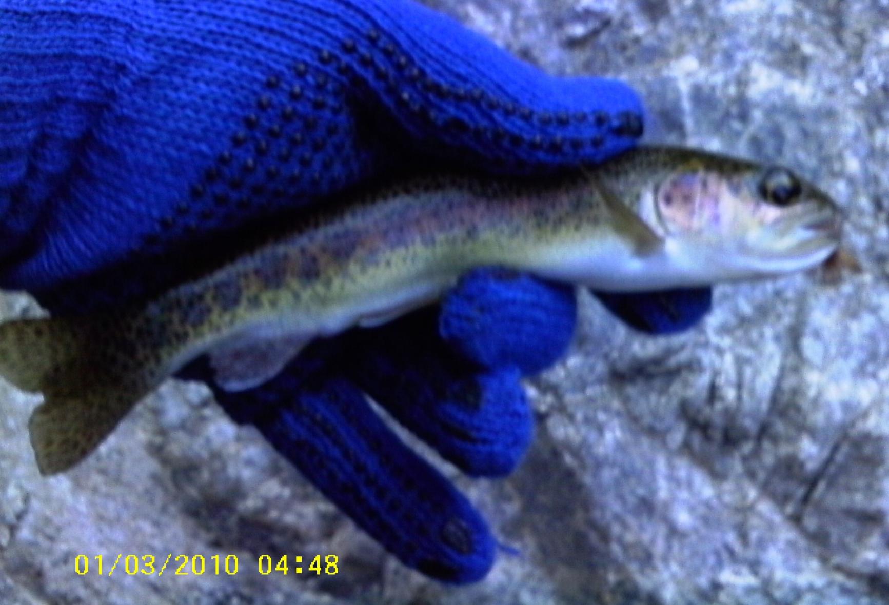 CA Rainbow, Mill Creek