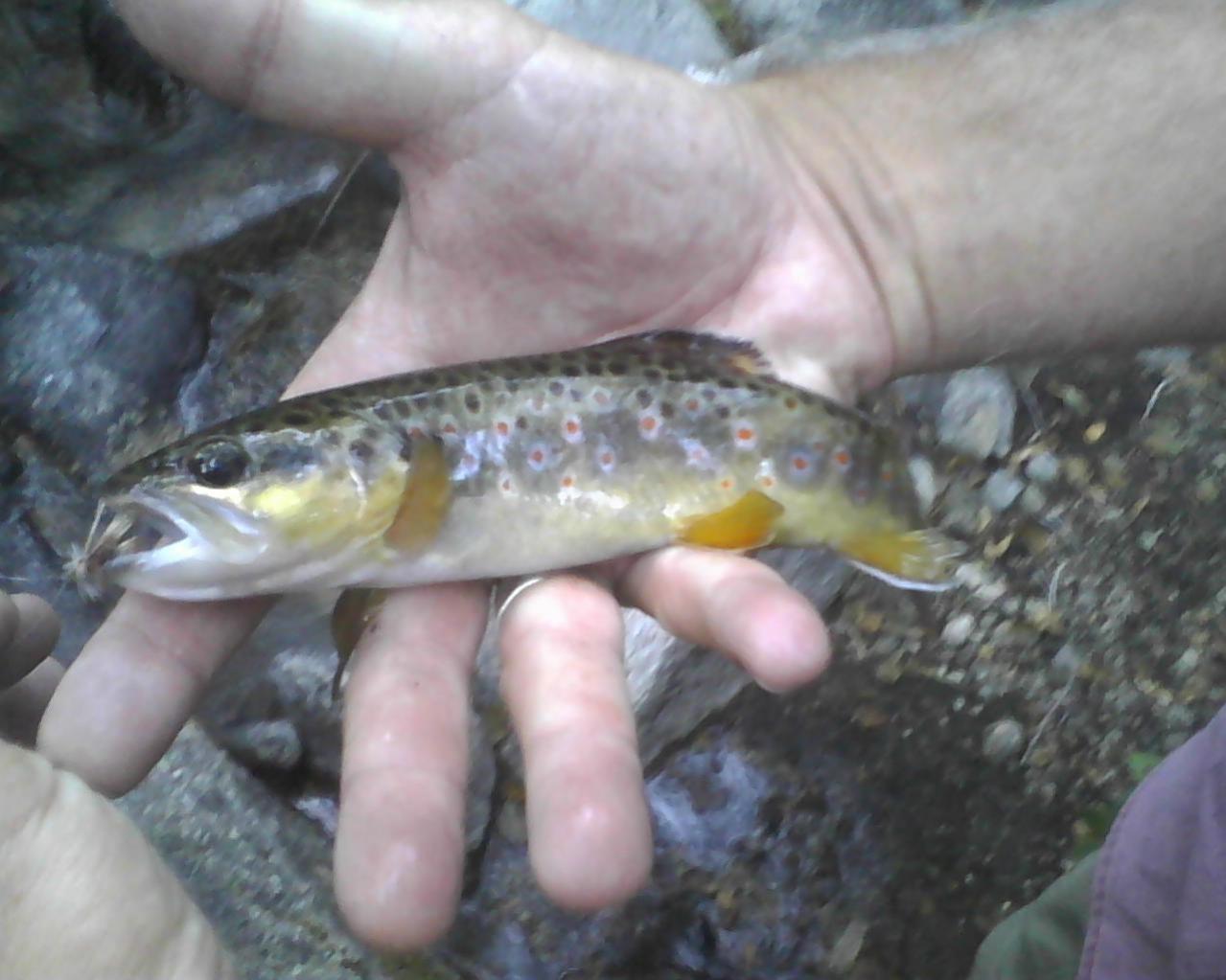 BrownTrout.ForseeCreek.SanBdo. 08.06.2012