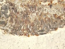 Visible SCALES 50 Million Year Old Knightia FISH Fossil w/ Stand Wyoming 634gr picture
